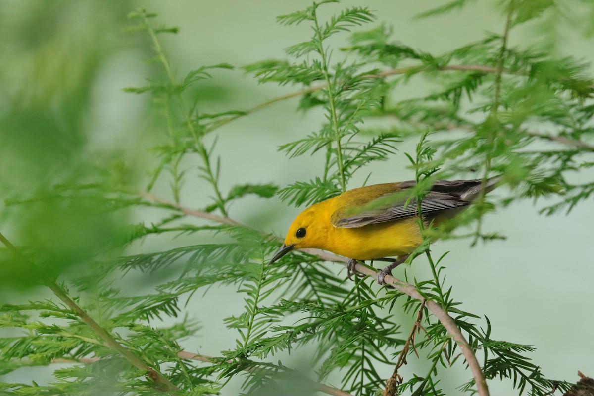 Prothonotary Warbler - ML618777116