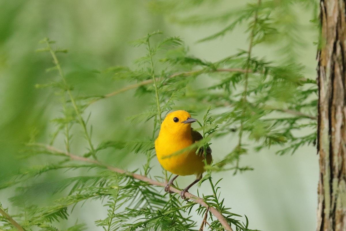 Prothonotary Warbler - ML618777117