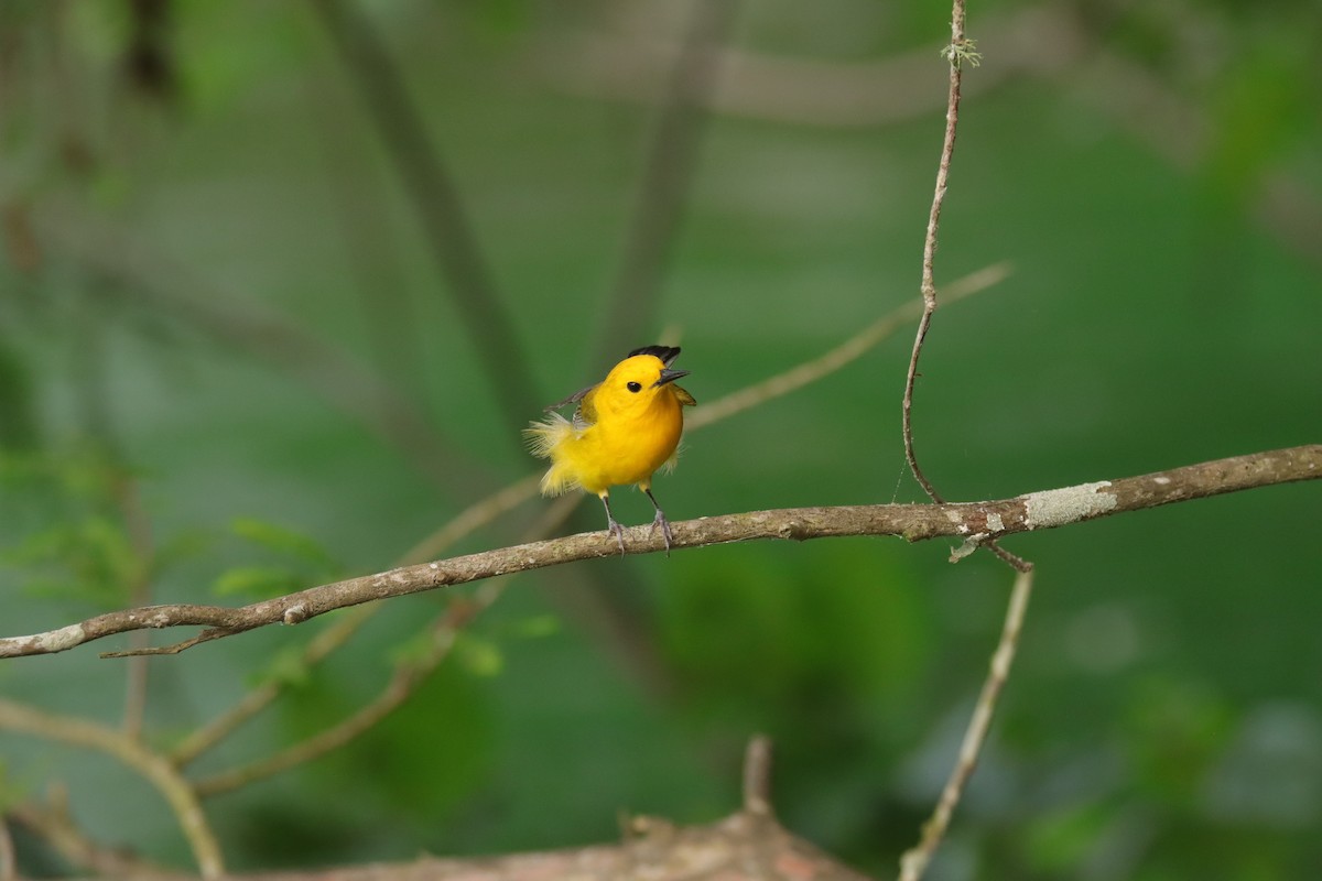 Prothonotary Warbler - ML618777118