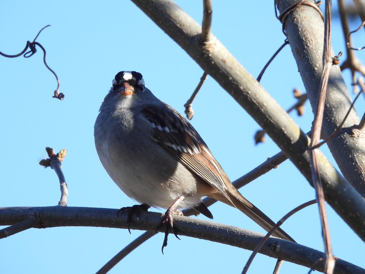 White-crowned Sparrow - ML618777119