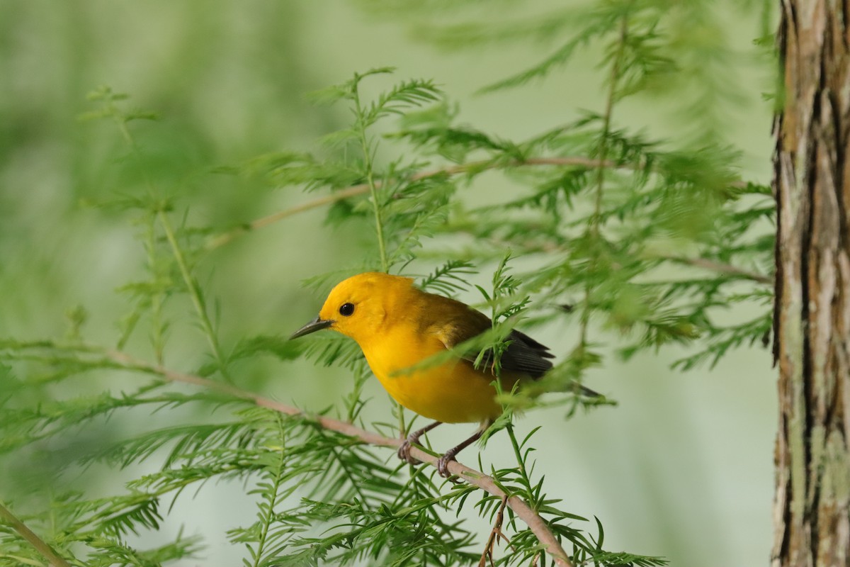 Prothonotary Warbler - ML618777120