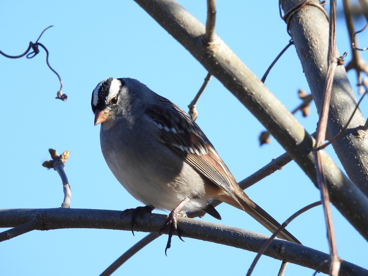 White-crowned Sparrow - ML618777121