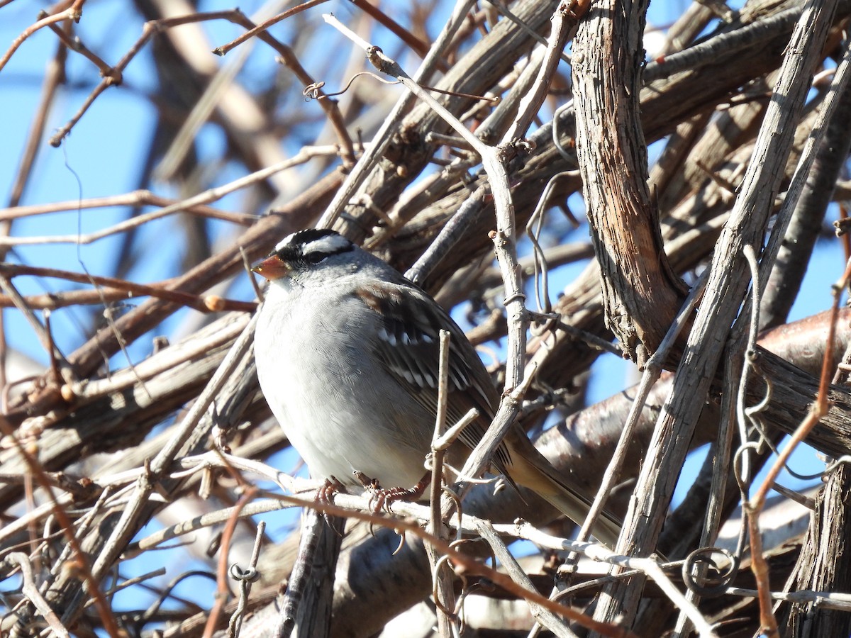 White-crowned Sparrow - ML618777122
