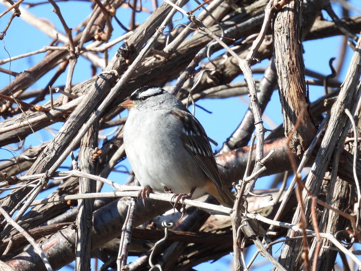 White-crowned Sparrow - ML618777123