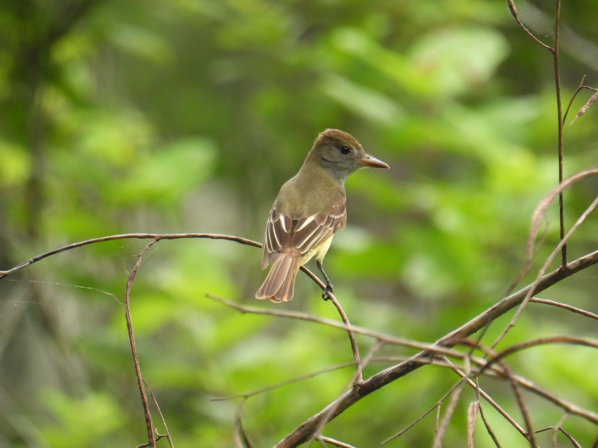 Great Crested Flycatcher - ML618777134