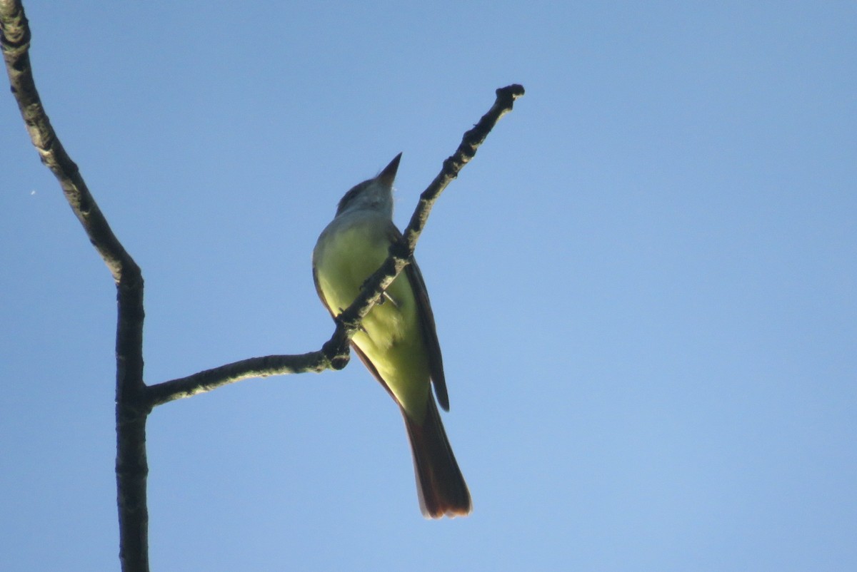 Great Crested Flycatcher - ML618777139
