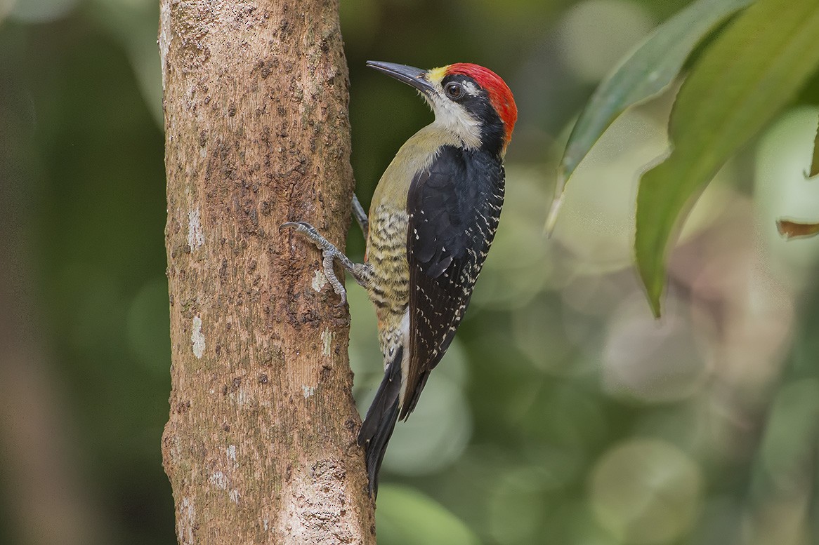Black-cheeked Woodpecker - ML618777176