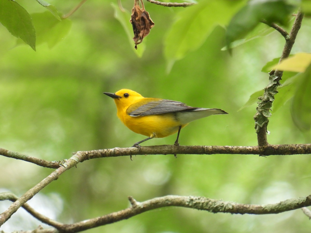 Prothonotary Warbler - ML618777177