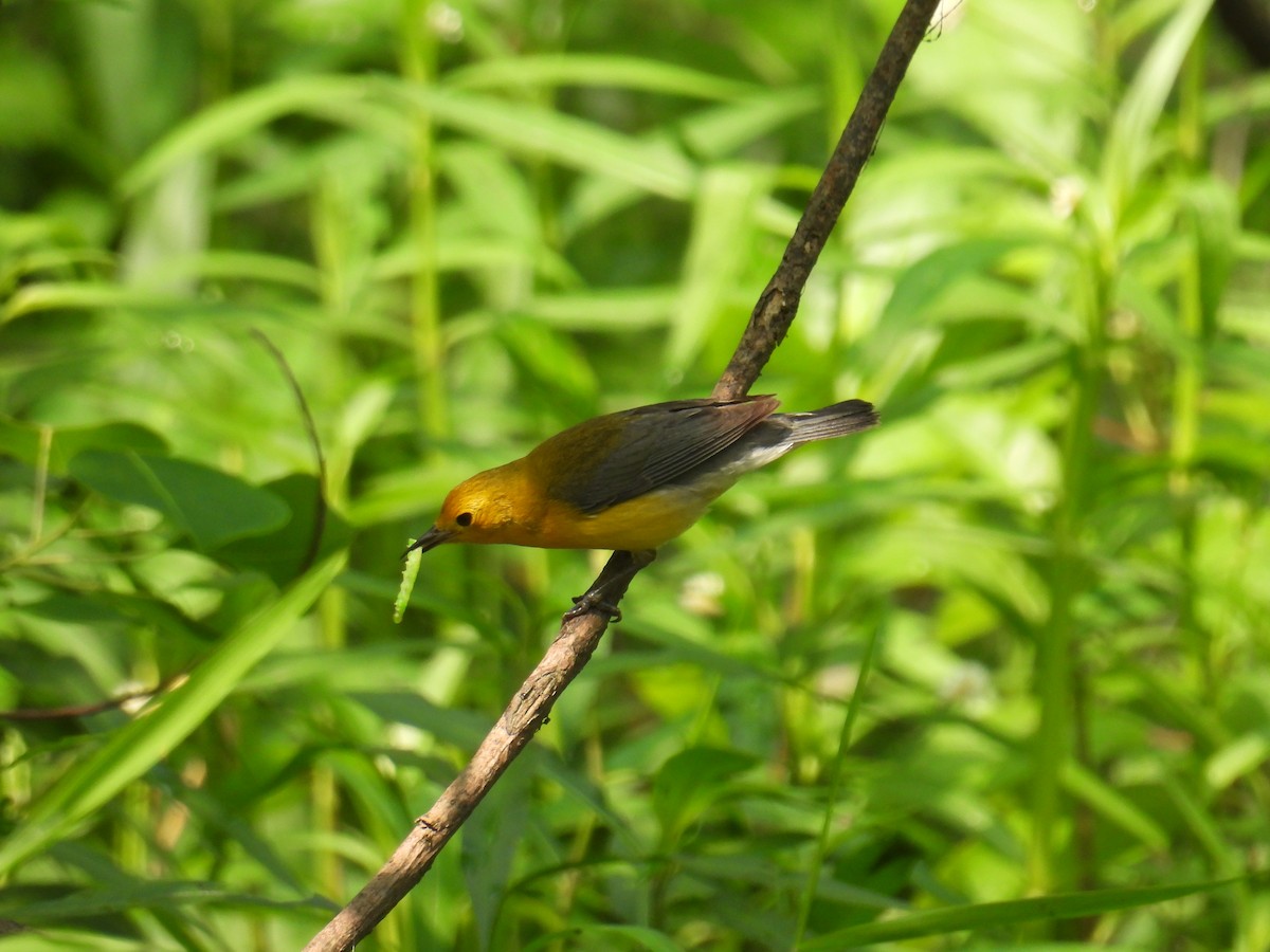 Prothonotary Warbler - ML618777178