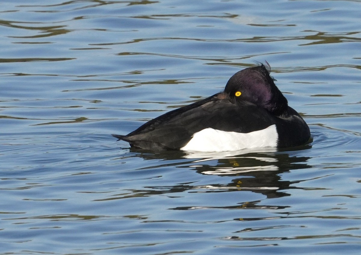 Tufted Duck - ML618777182