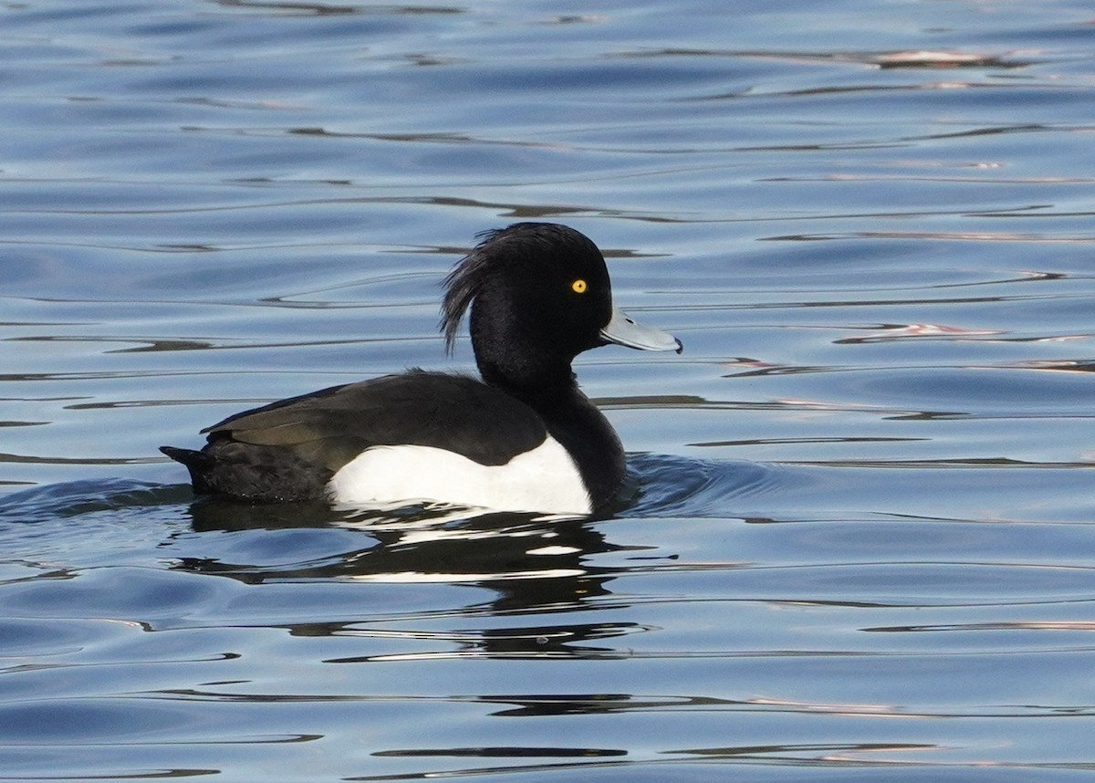 Tufted Duck - ML618777183