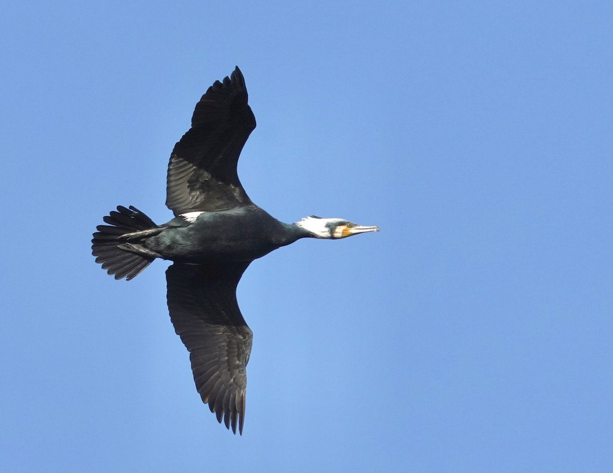 Great Cormorant (Eurasian) - Cliff Halverson
