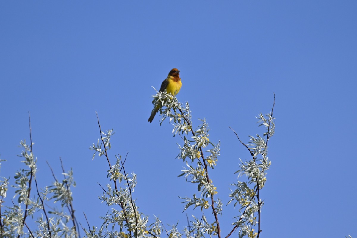Red-headed Bunting - ML618777220