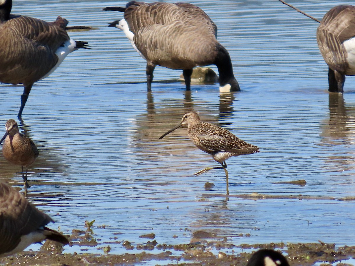 Long-billed Dowitcher - ML618777243