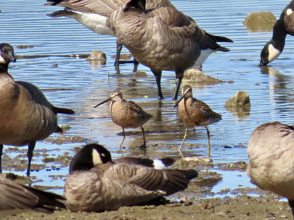 Long-billed Dowitcher - ML618777244
