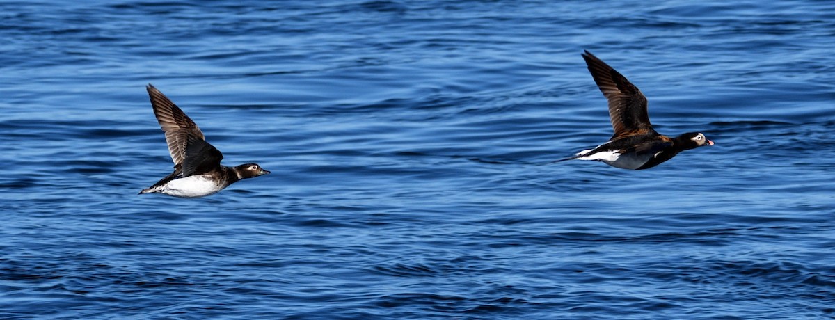 Long-tailed Duck - Dominic Thibeault