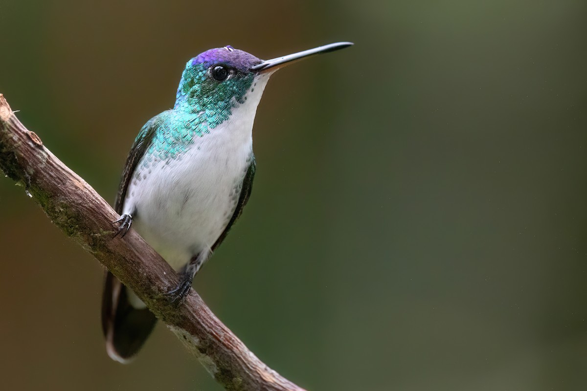 Andean Emerald - Chris Venetz | Ornis Birding Expeditions
