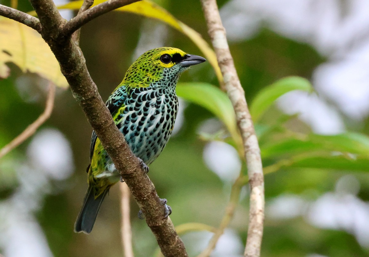 Speckled Tanager - ML618777312