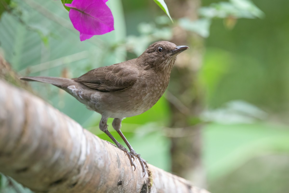 Black-billed Thrush - Chris Venetz | Ornis Birding Expeditions