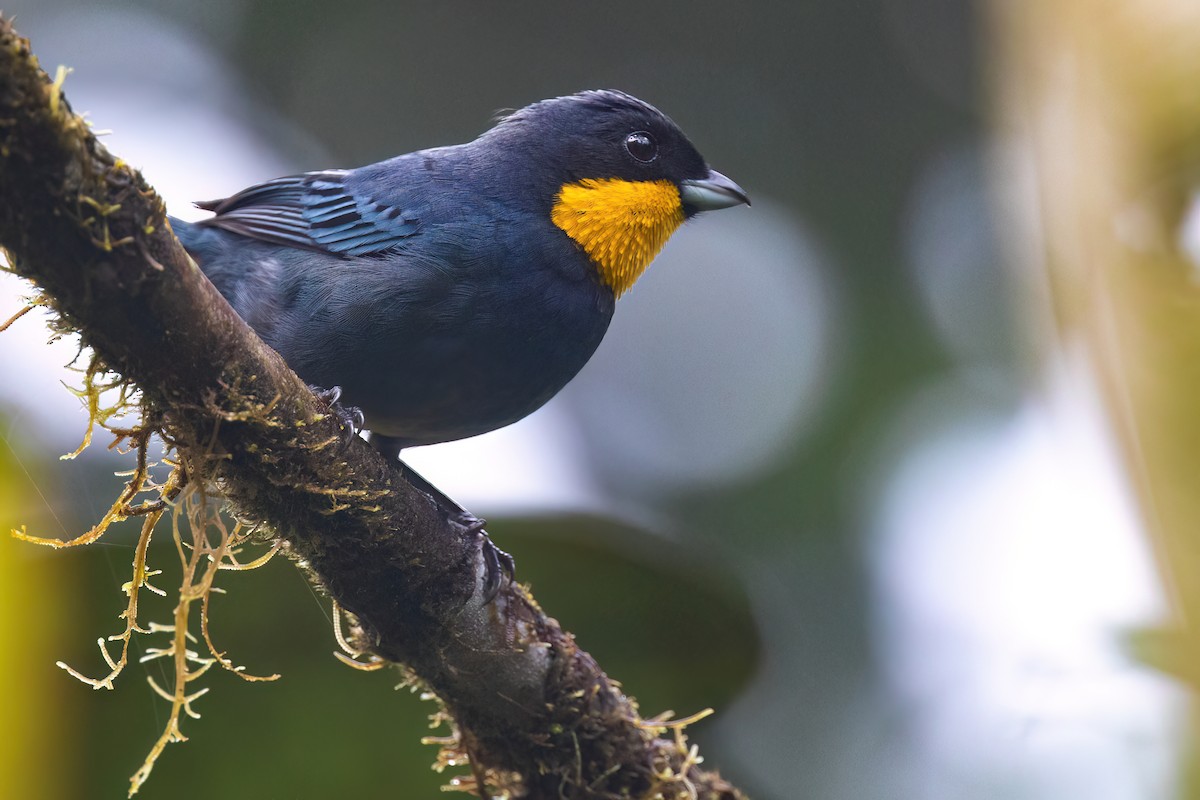 Purplish-mantled Tanager - Chris Venetz | Ornis Birding Expeditions