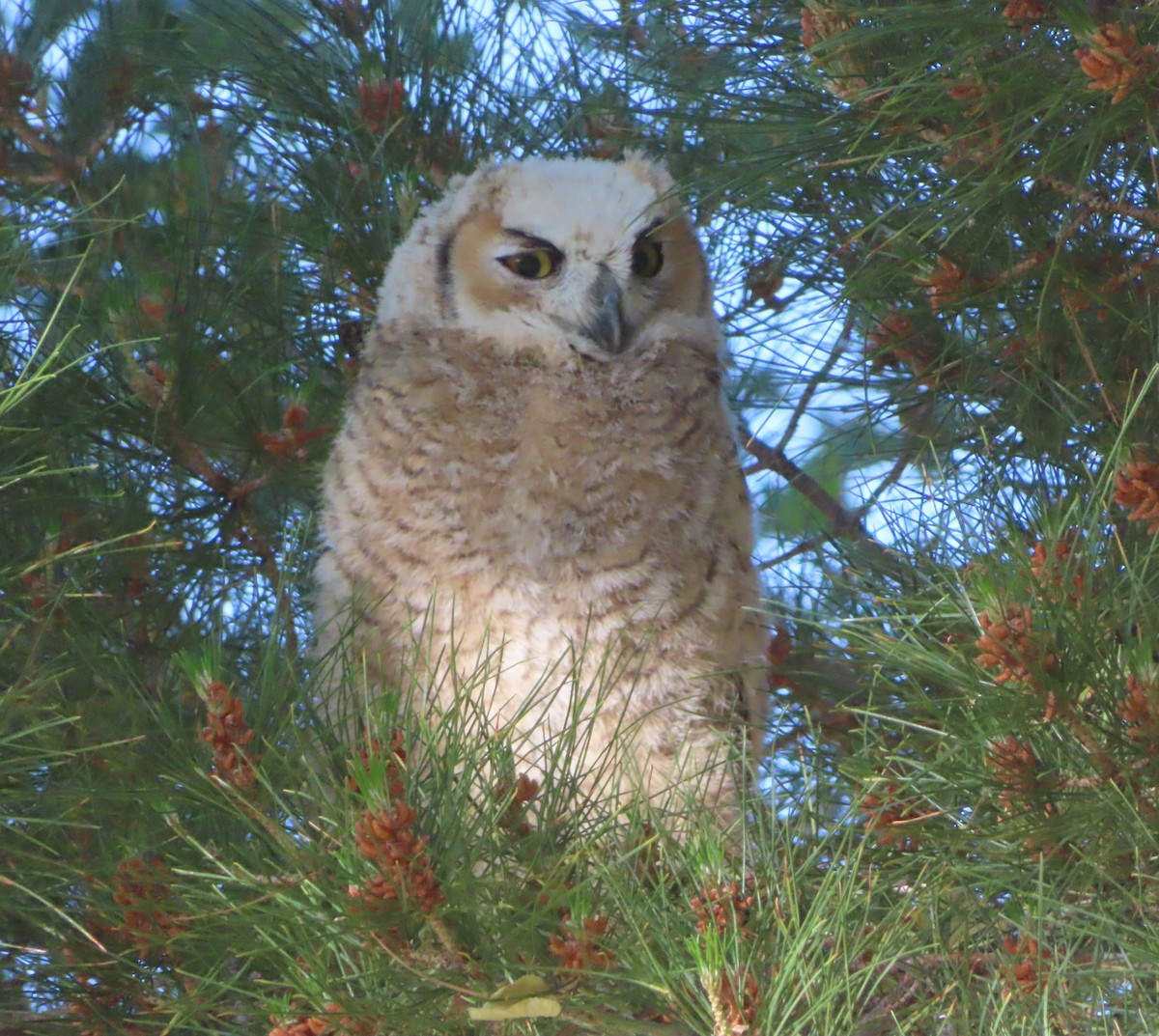 Great Horned Owl - ML618777350