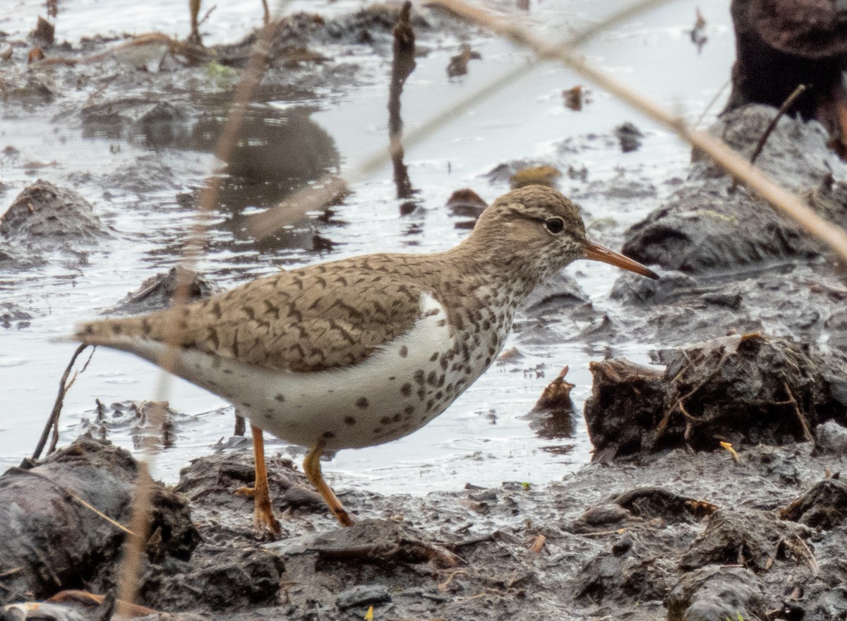 Spotted Sandpiper - Kathryn Carson