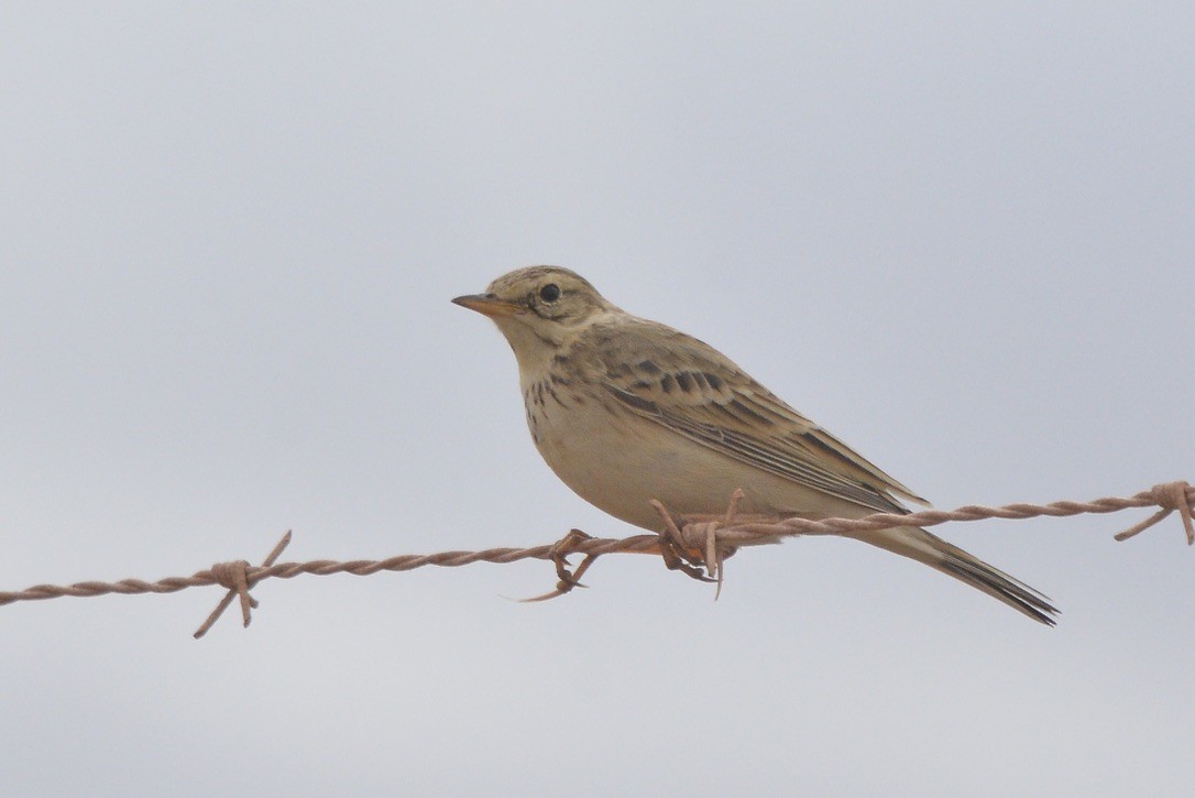 African Pipit - ML618777379