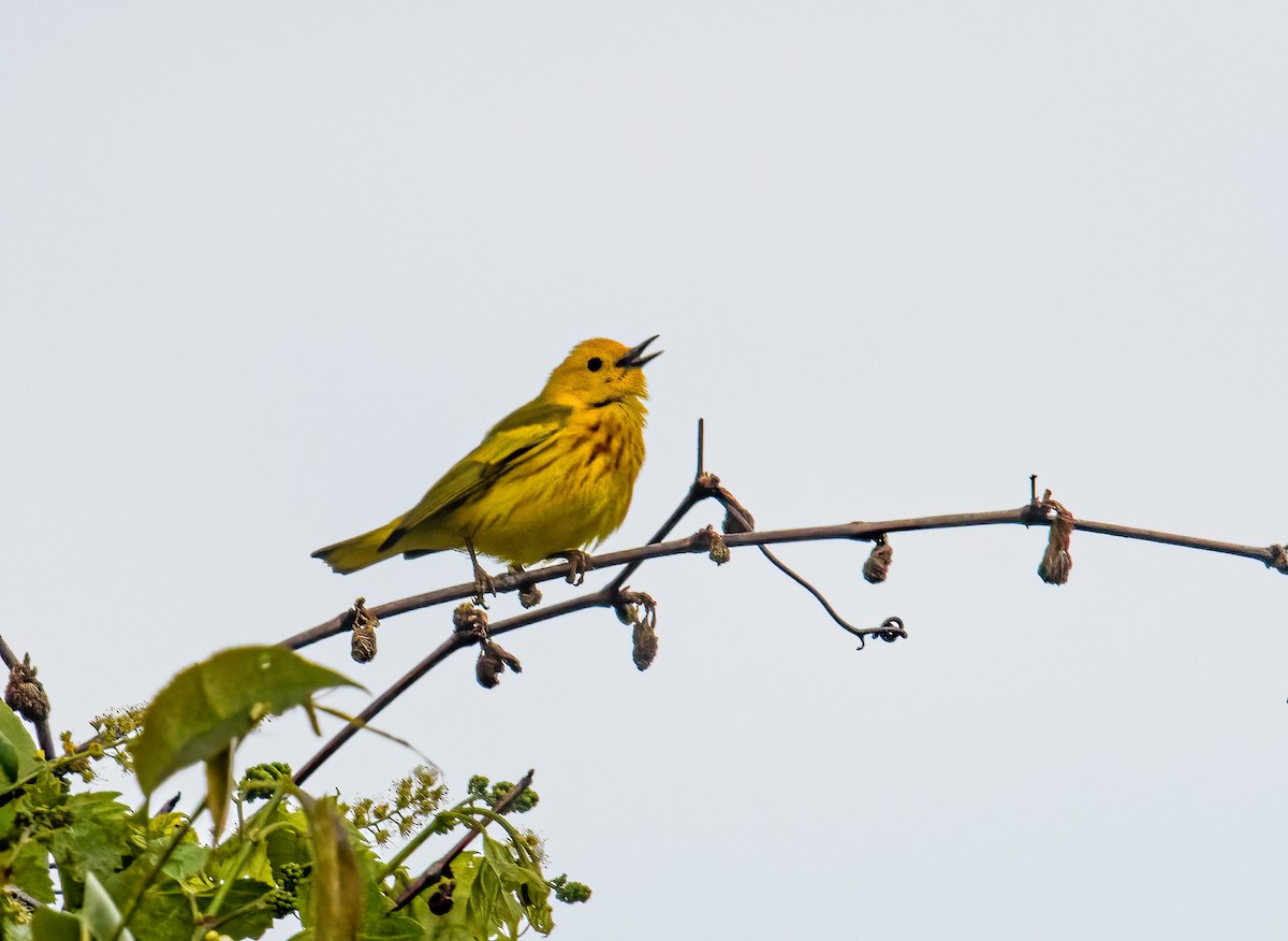 Yellow Warbler - Bert Filemyr