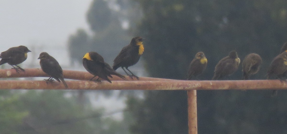 Yellow-headed Blackbird - ML618777391