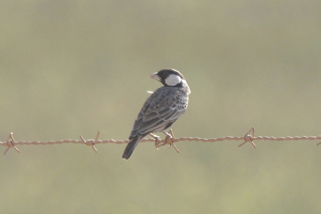 Gray-backed Sparrow-Lark - ML618777398