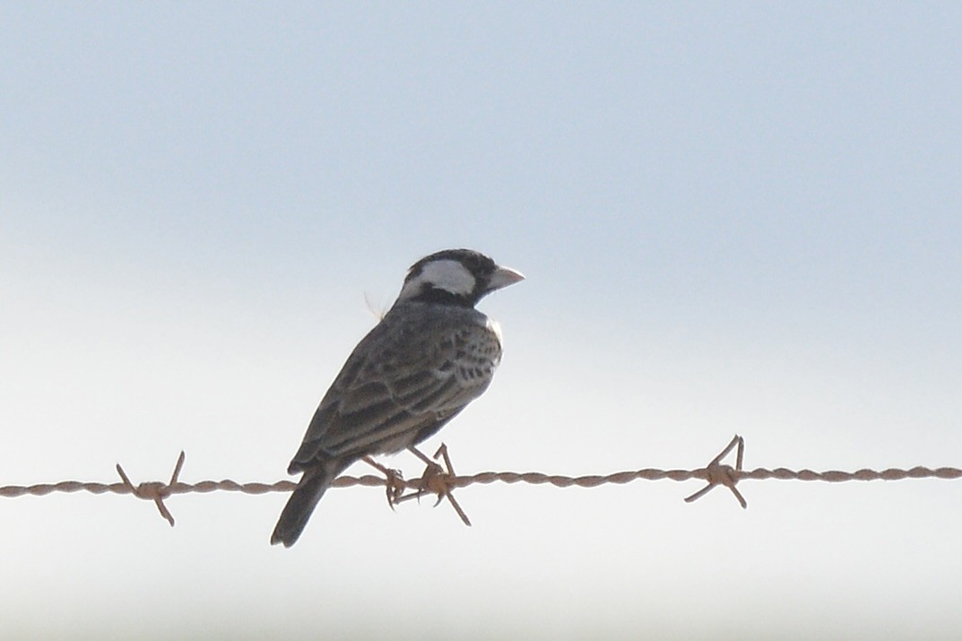 Gray-backed Sparrow-Lark - Sarel Snyman