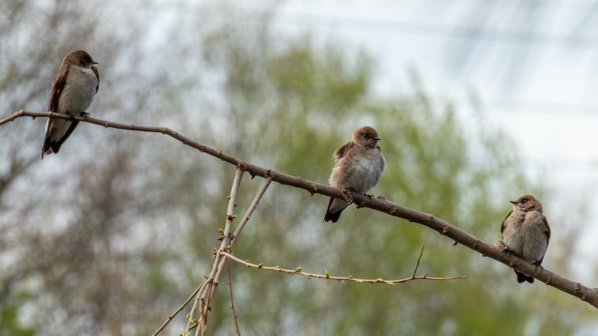 Northern Rough-winged Swallow - ML618777403