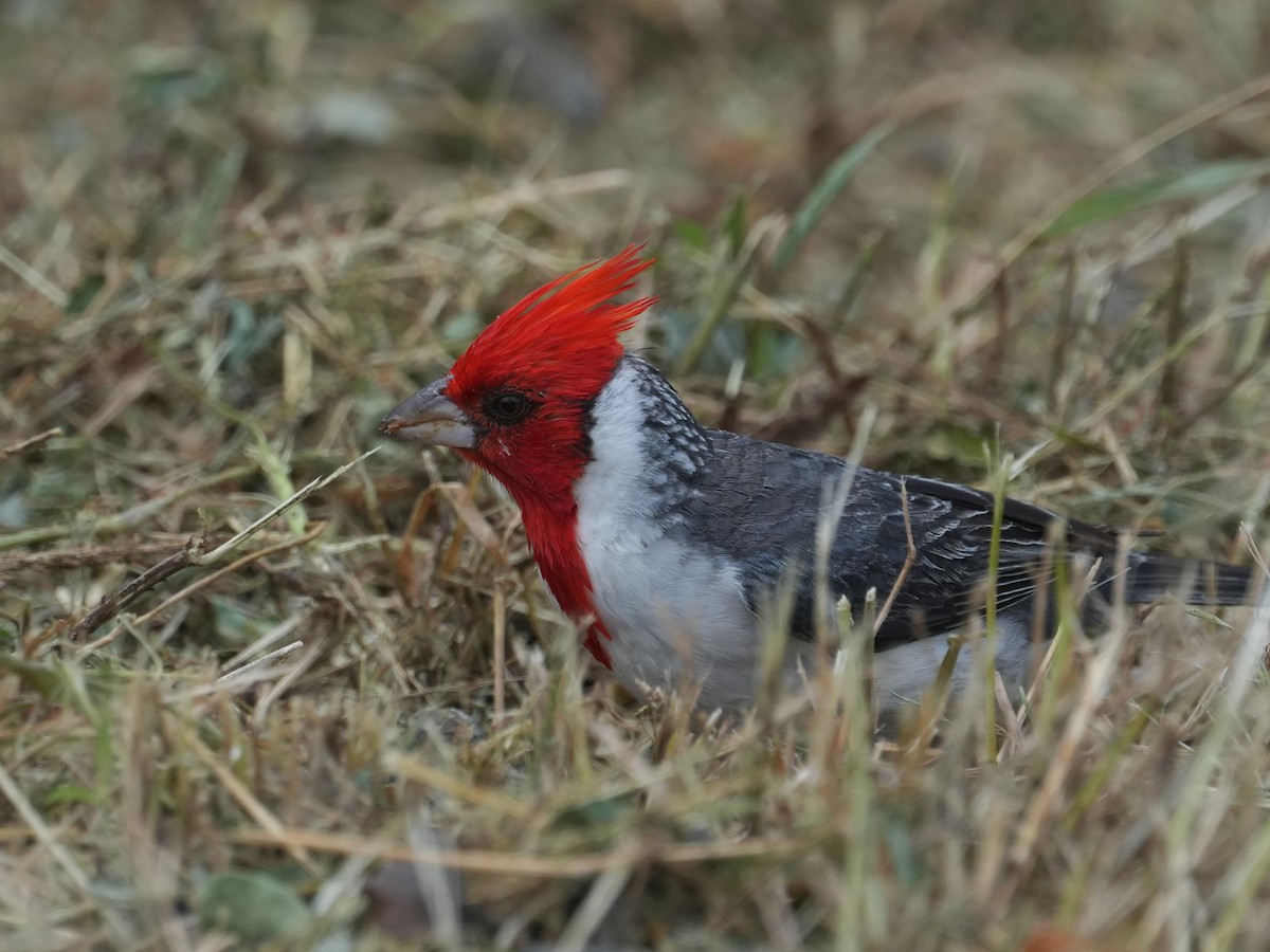 Red-crested Cardinal - ML618777425