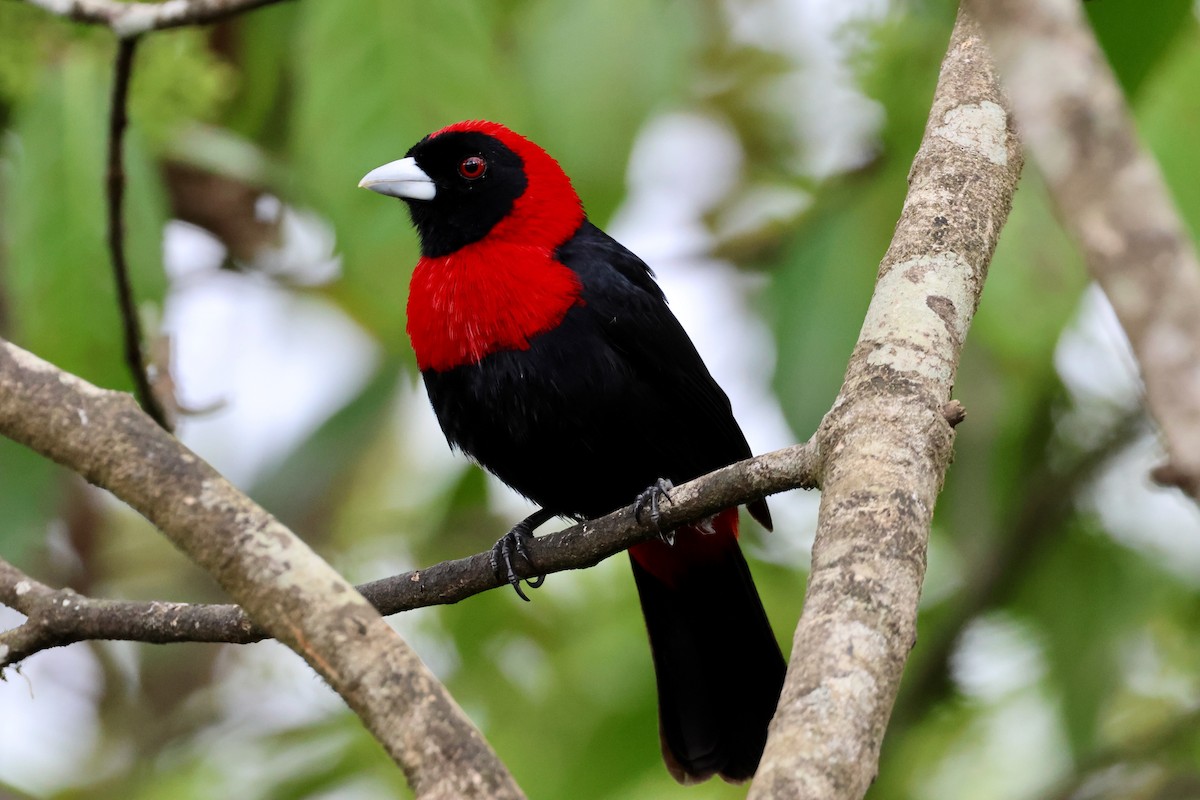 Crimson-collared Tanager - Olivier Langrand