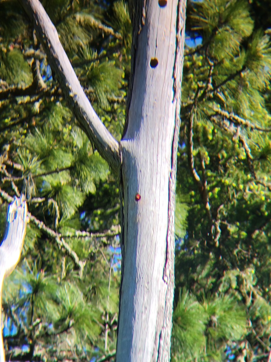 Red-breasted Sapsucker - ML618777432