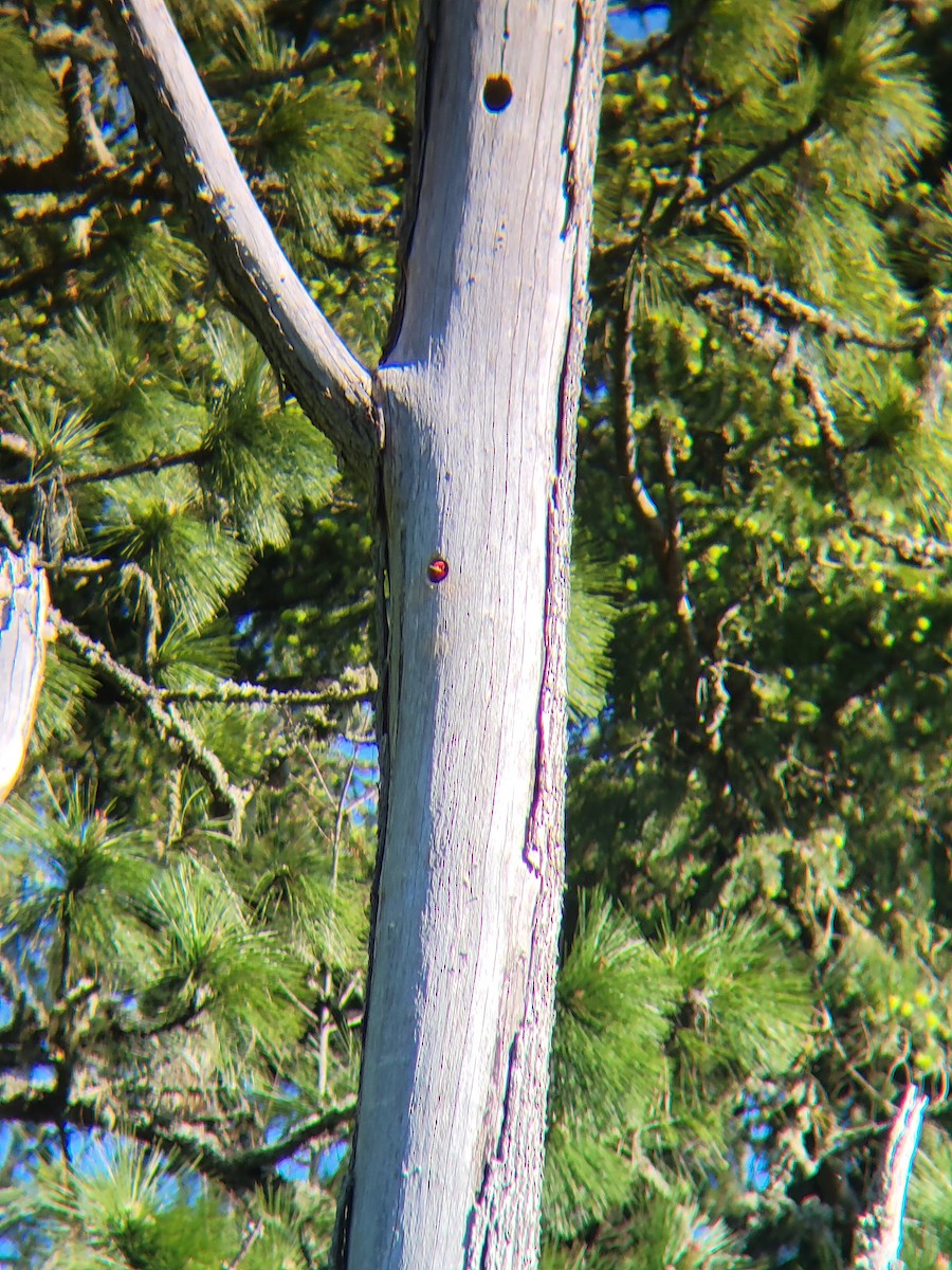 Red-breasted Sapsucker - ML618777433