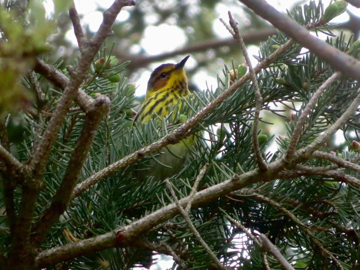 Cape May Warbler - ML618777481