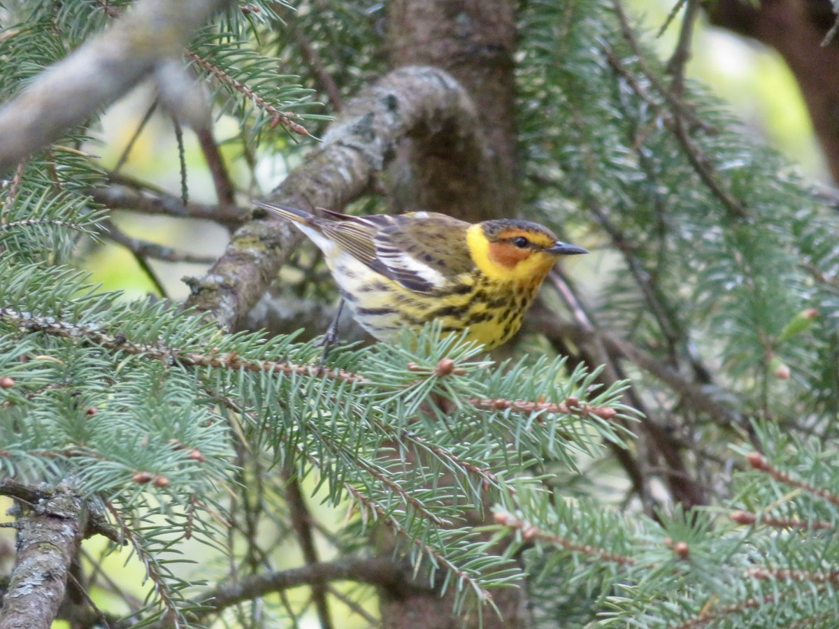 Cape May Warbler - ML618777482