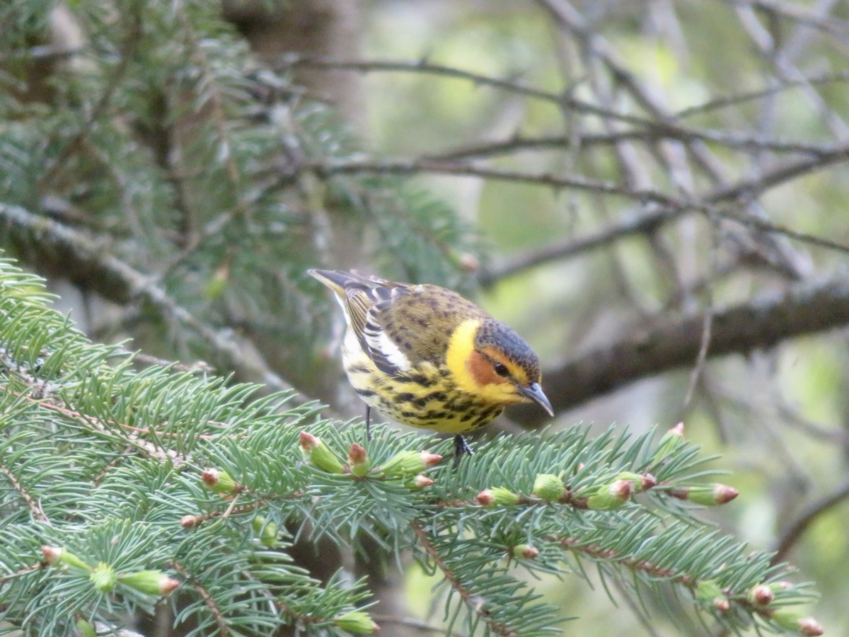 Cape May Warbler - ML618777483
