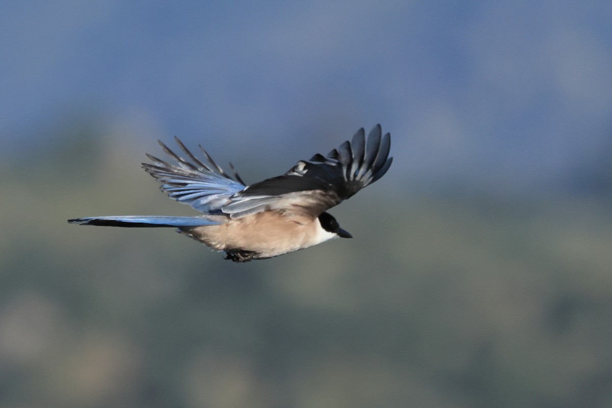Iberian Magpie - Paul (Mac) Smith