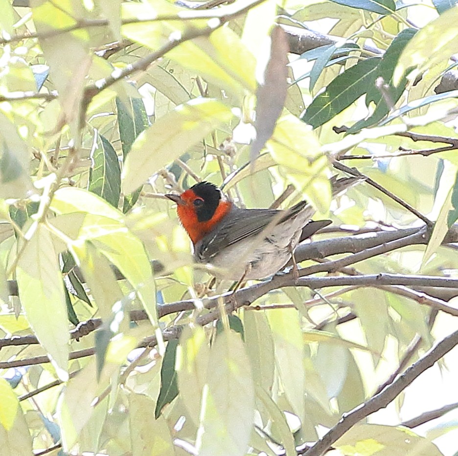 Red-faced Warbler - Patricia Isaacson