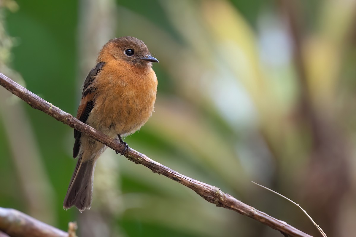 Cinnamon Flycatcher - Chris Venetz | Ornis Birding Expeditions