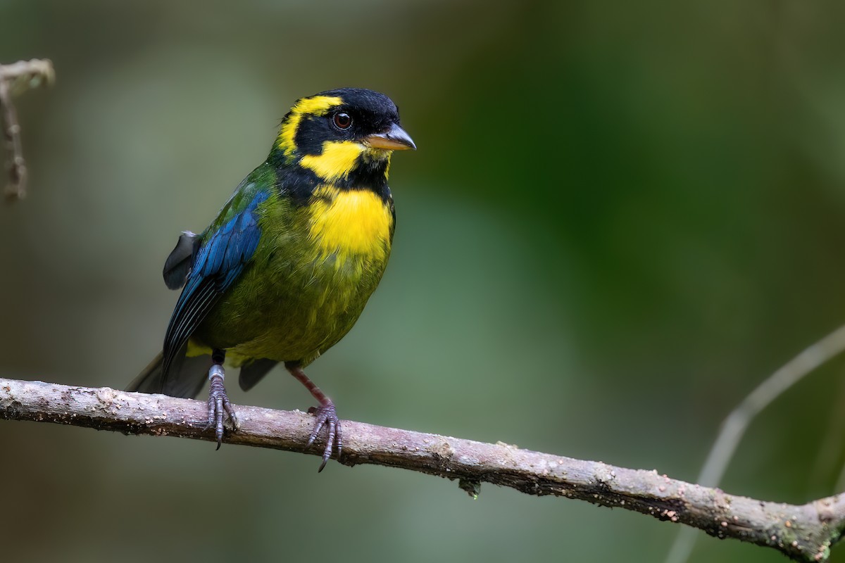 Gold-ringed Tanager - Chris Venetz | Ornis Birding Expeditions