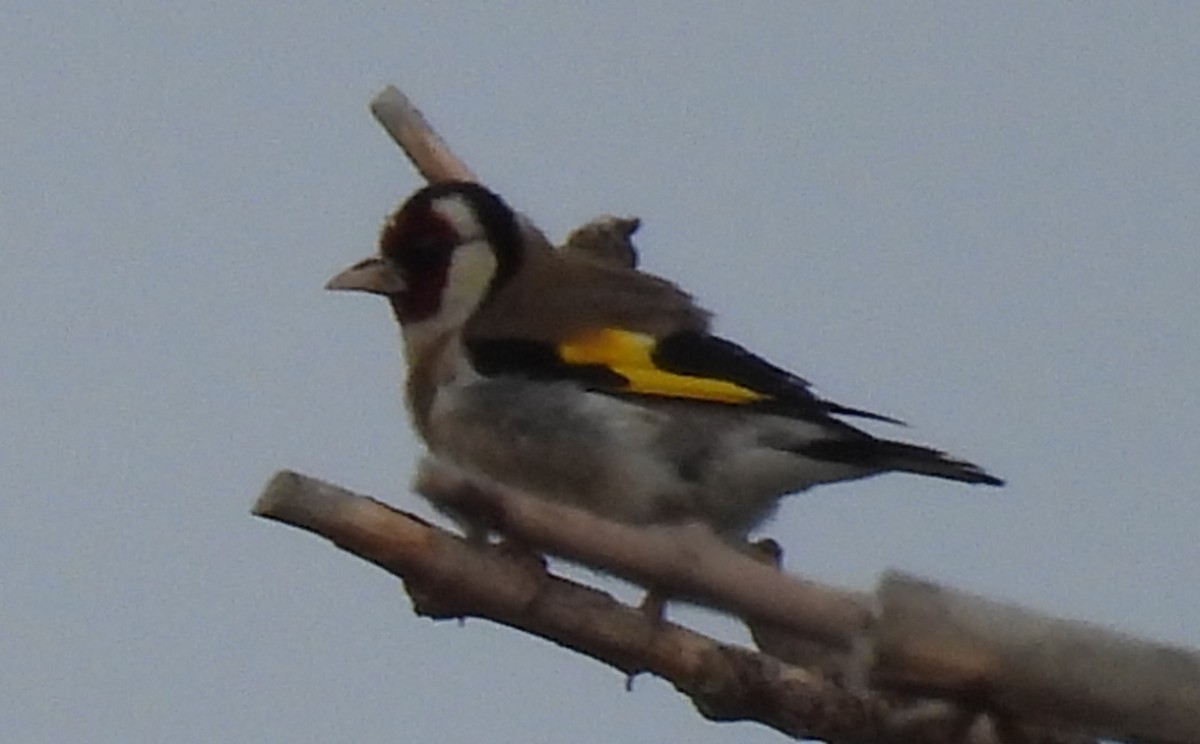 European Goldfinch - Jeffrey Blalock