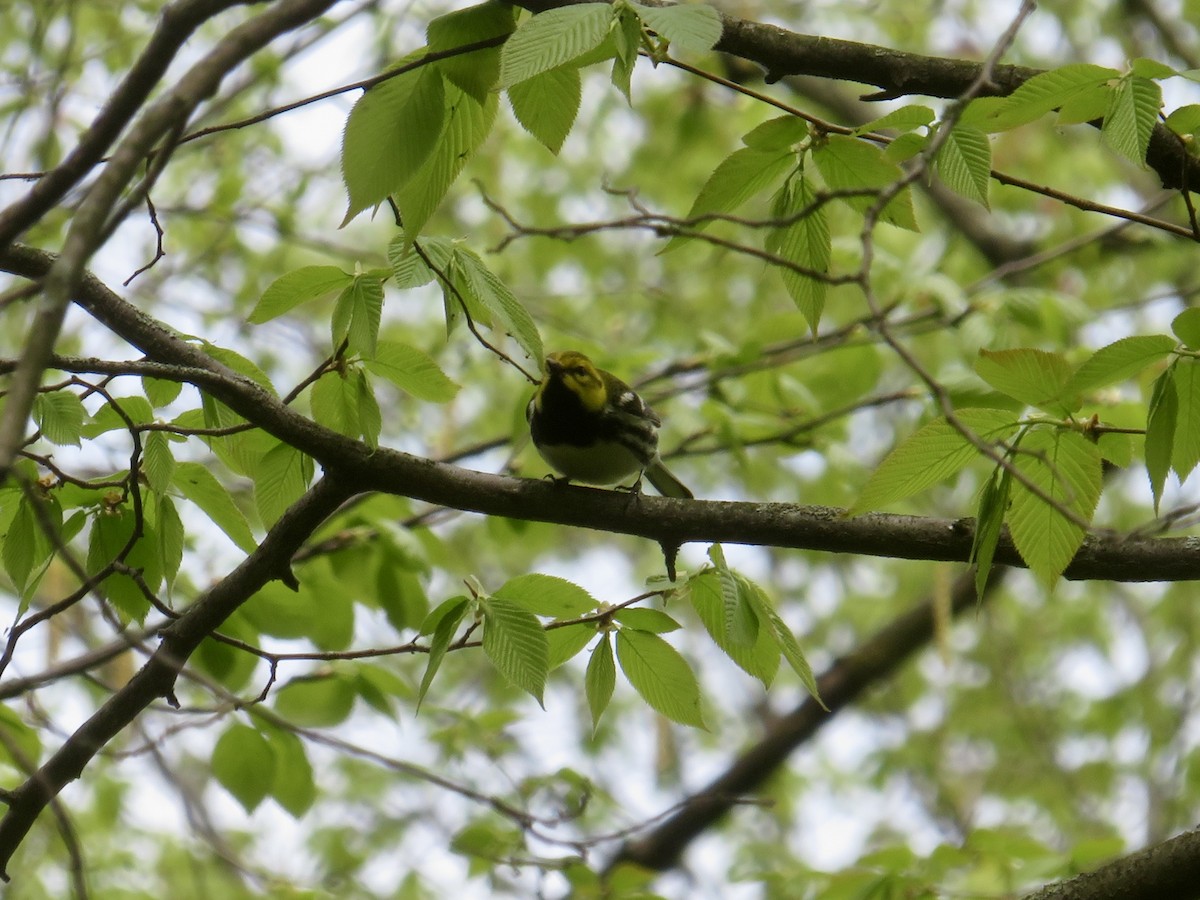 Black-throated Green Warbler - ML618777571