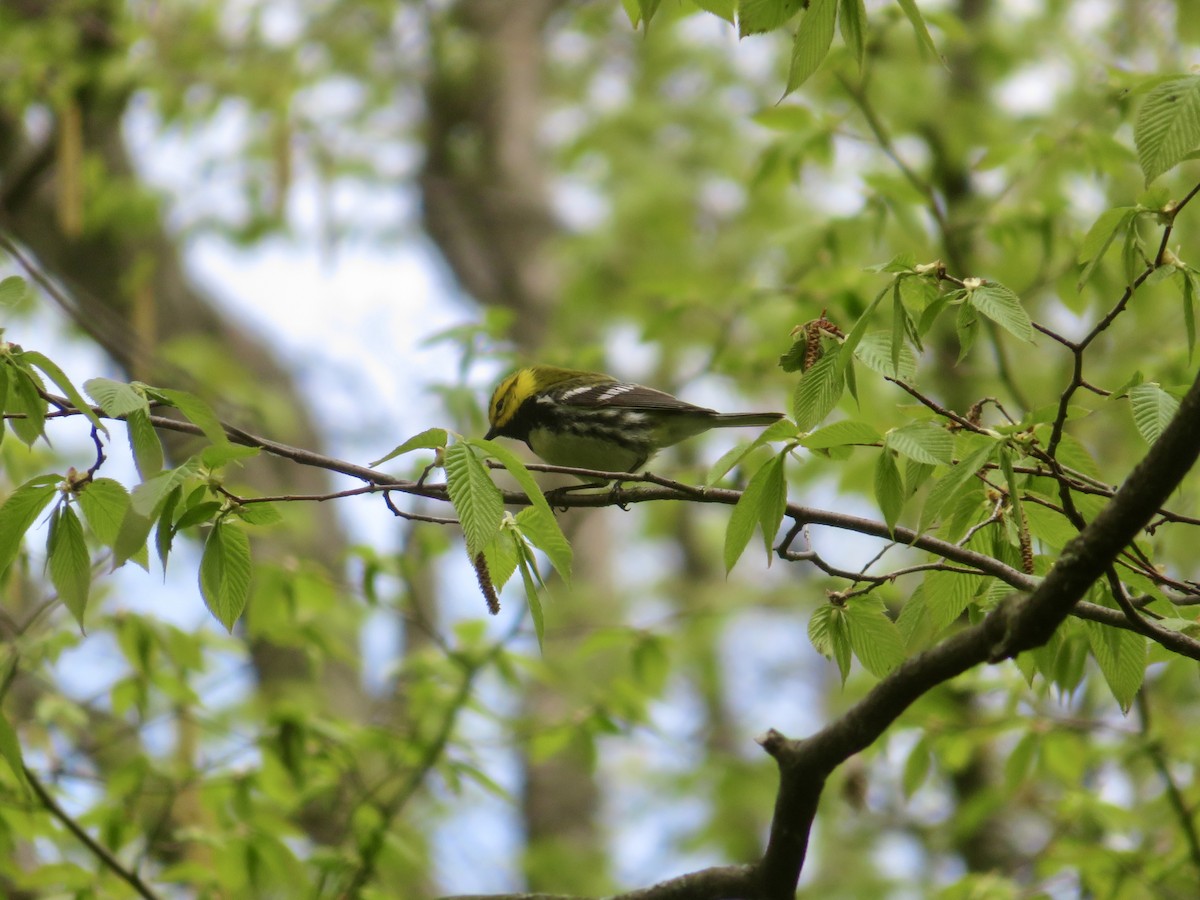Black-throated Green Warbler - ML618777572