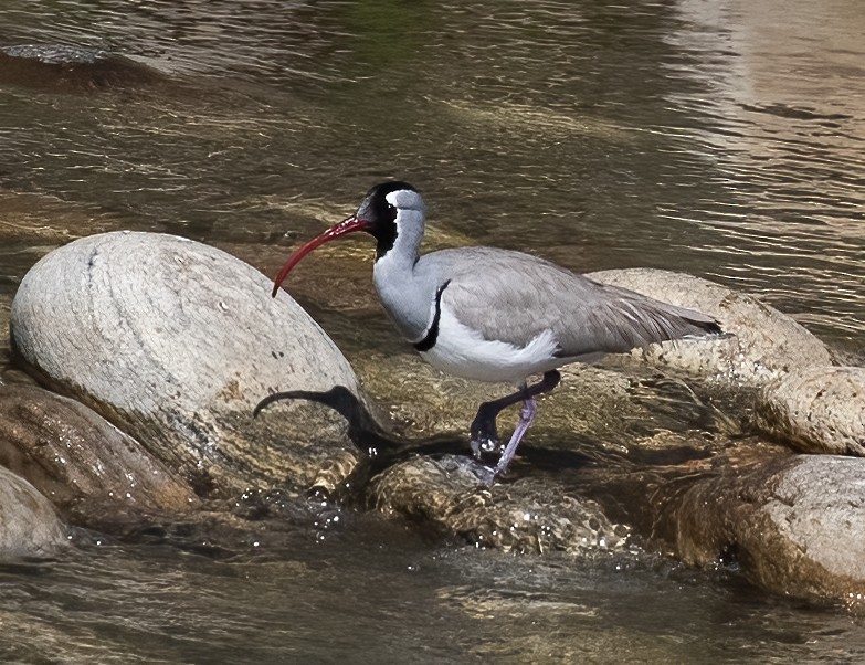 Bec-d'ibis tibétain - ML618777619