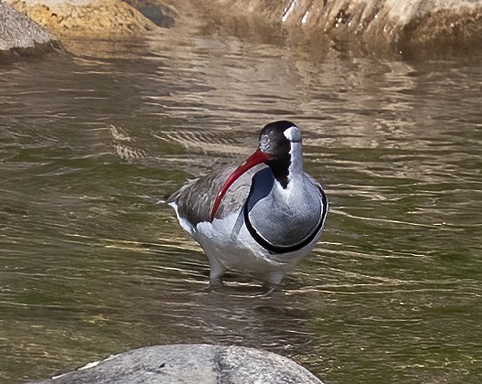 Bec-d'ibis tibétain - ML618777620