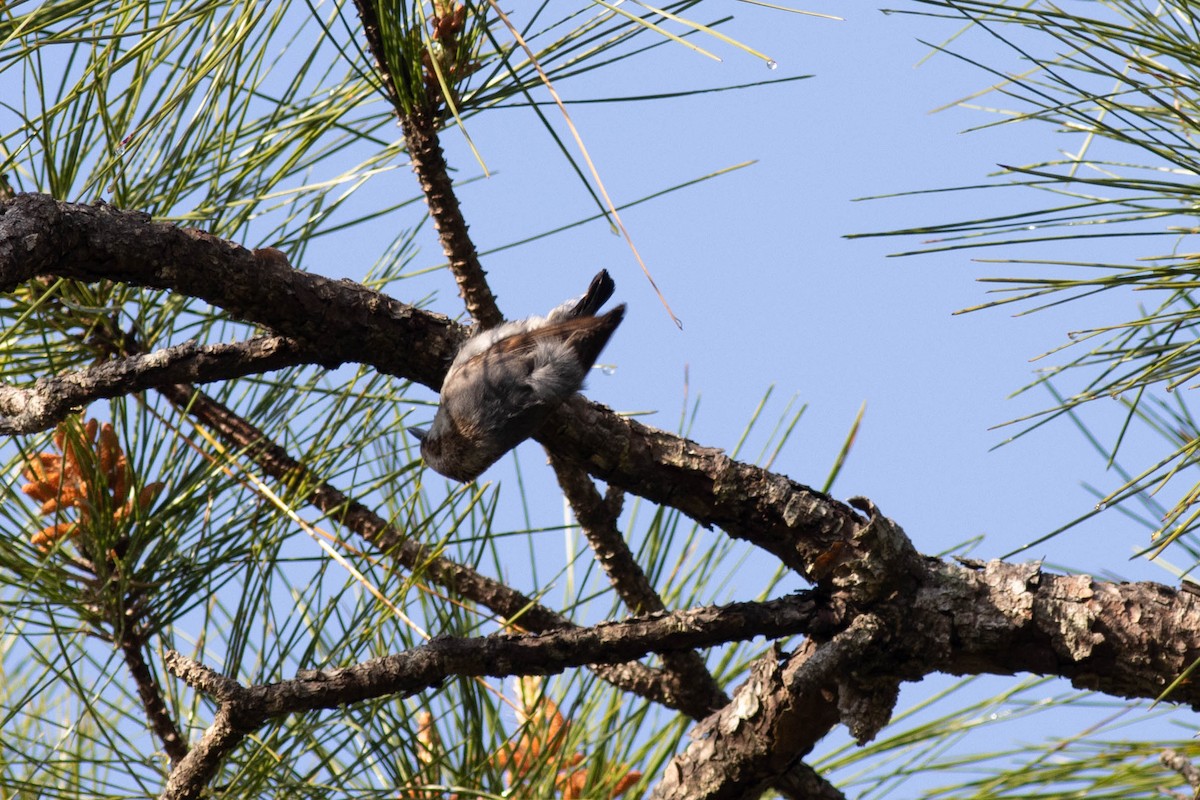 Brown-headed Nuthatch - ML618777672
