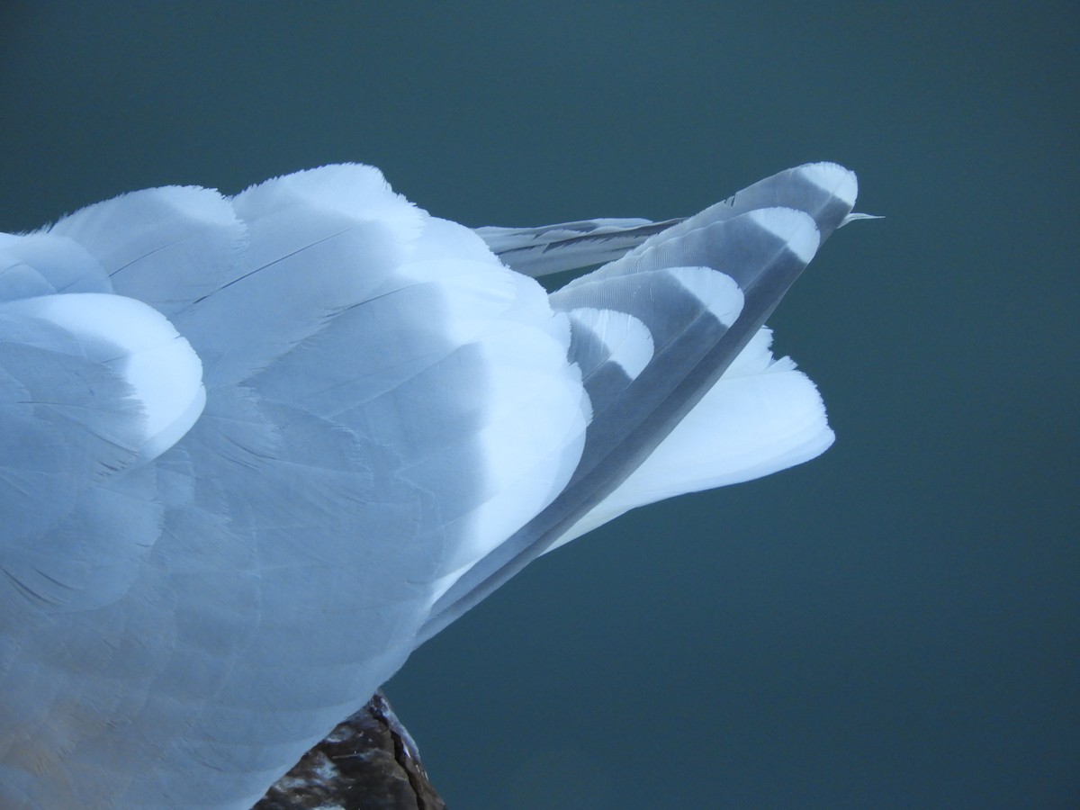 Glaucous-winged Gull - Christian Rixen